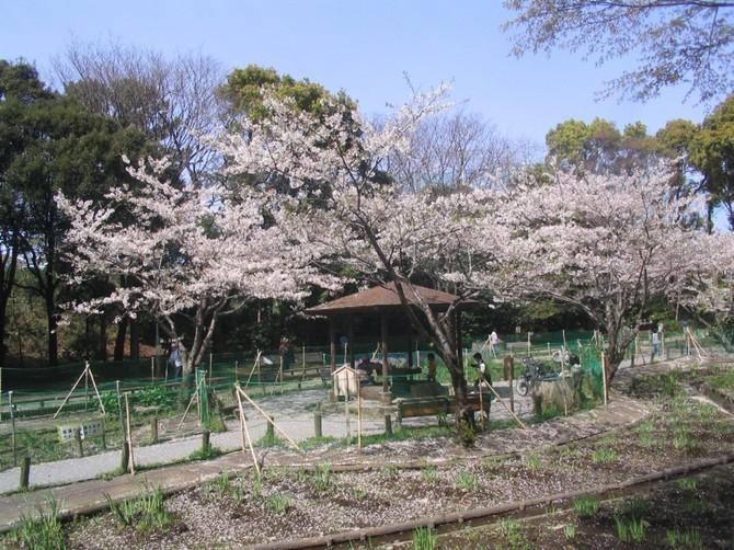 藤崎森林公園：徒歩3分(230m)