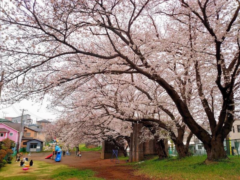 アカシア児童遊園:200m